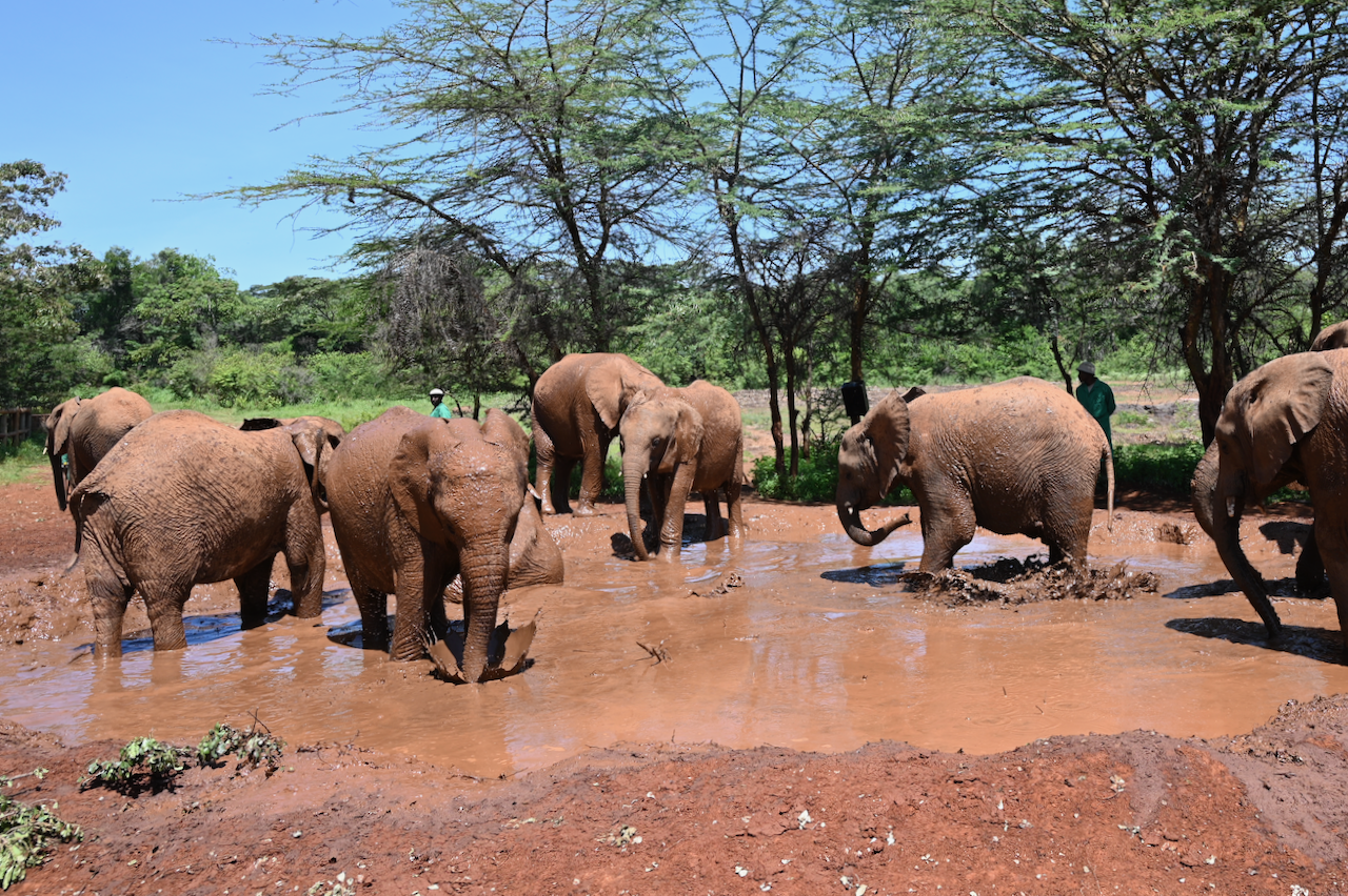 Day 11 – Nairobi National Park, Sheldrick Wildlife Trust, Giraffe Center