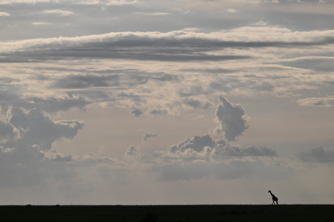 Day 3 – Maasai Mara safari