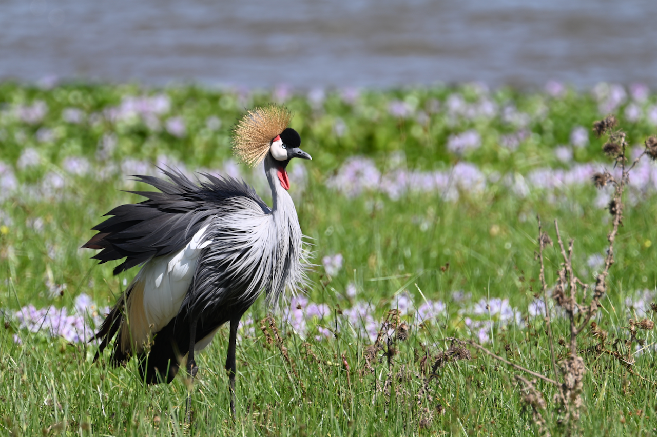 Day 10 – Lake Naivasha to Nairobi