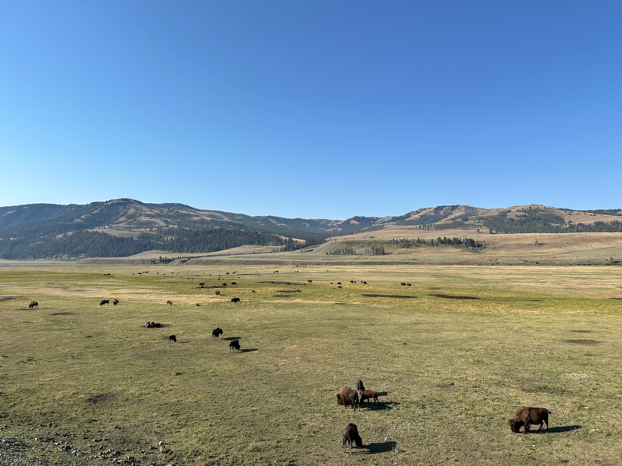 Day 8 – Lamar Valley Trail, Trout Lake Loop