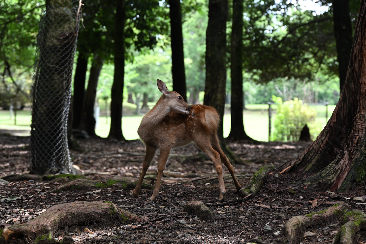 Japan Day 5 – Nara Deer Park