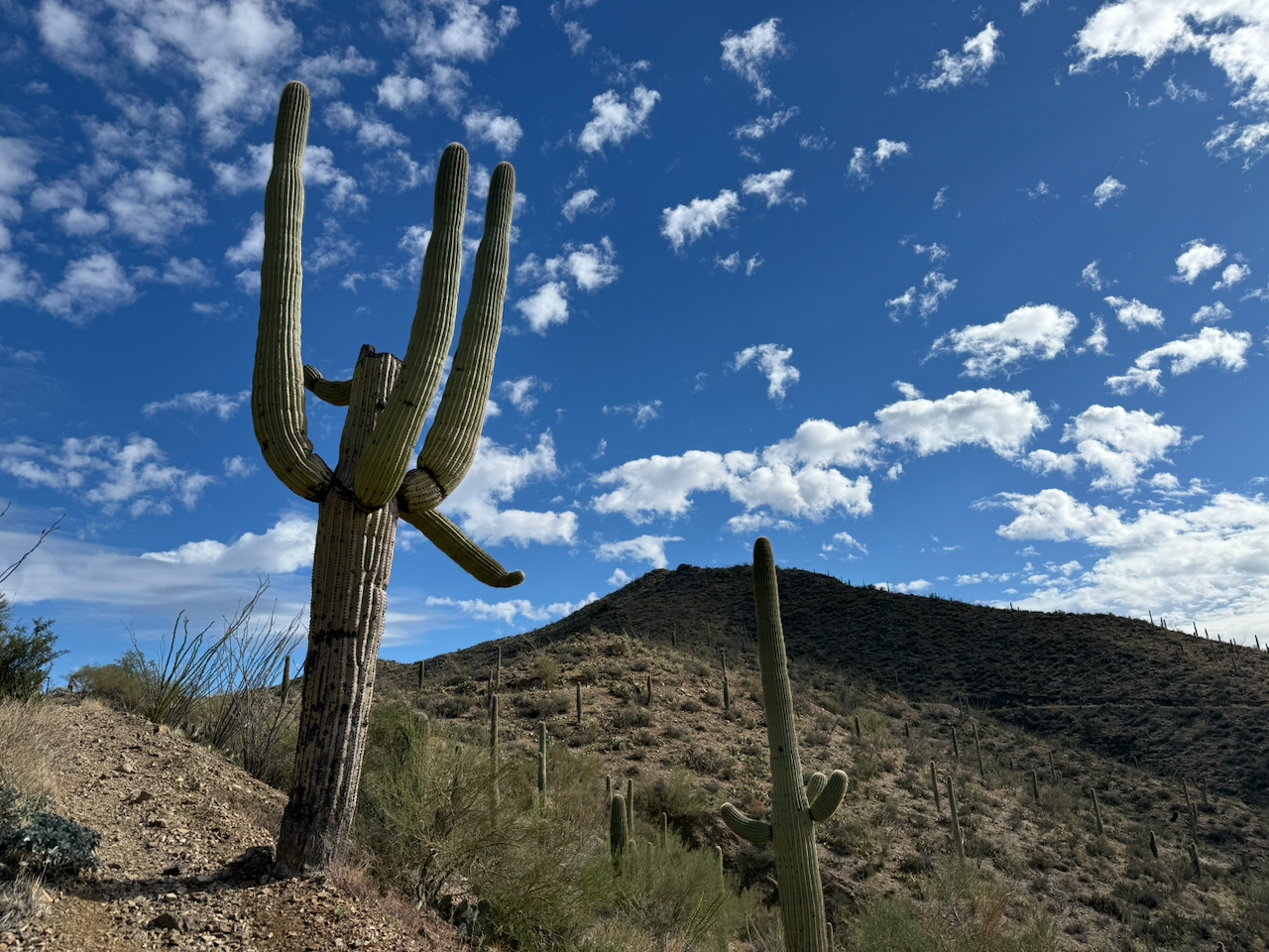 Tucson Day 2: Saguaro National Park West